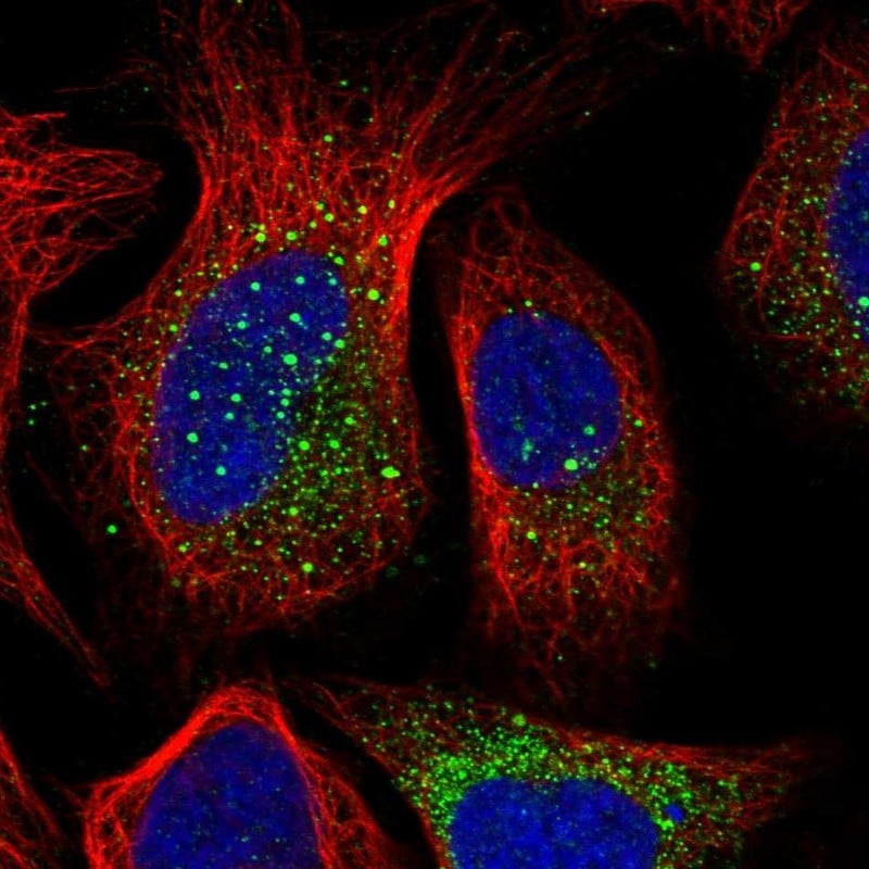 PUSL1 Antibody - BSA Free Immunocytochemistry/ Immunofluorescence: PUSL1 Antibody [NBP1-81876]