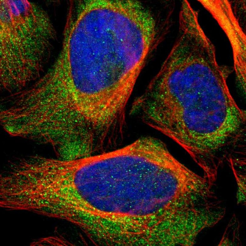 LRIG3 Antibody - BSA Free Immunocytochemistry/ Immunofluorescence: LRIG3 Antibody [NBP1-81877]