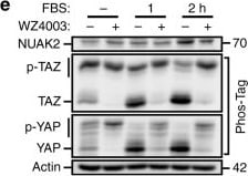 NUAK2 Antibody