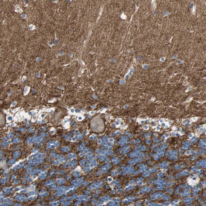 Neurofascin Antibody - BSA Free Immunohistochemistry-Paraffin: Neurofascin Antibody [NBP1-81886]