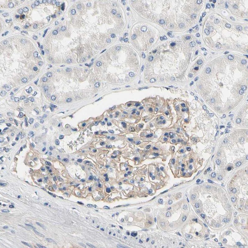 Neurofascin Antibody - BSA Free Immunohistochemistry-Paraffin: Neurofascin Antibody [NBP1-81886]