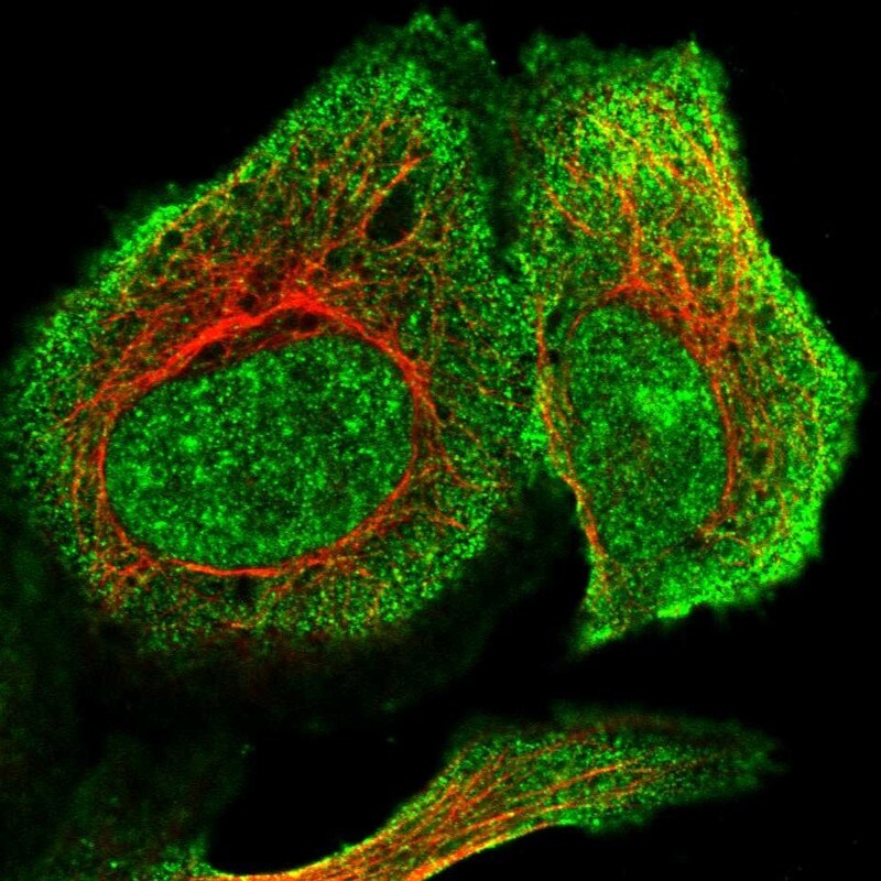 RSBN1L Antibody - BSA Free Immunocytochemistry/ Immunofluorescence: RSBN1L Antibody [NBP1-81902]