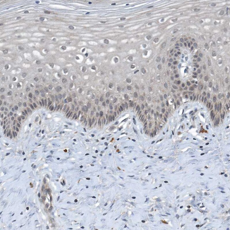 SCFD2 Antibody - BSA Free Immunohistochemistry-Paraffin: SCFD2 Antibody [NBP1-81925]