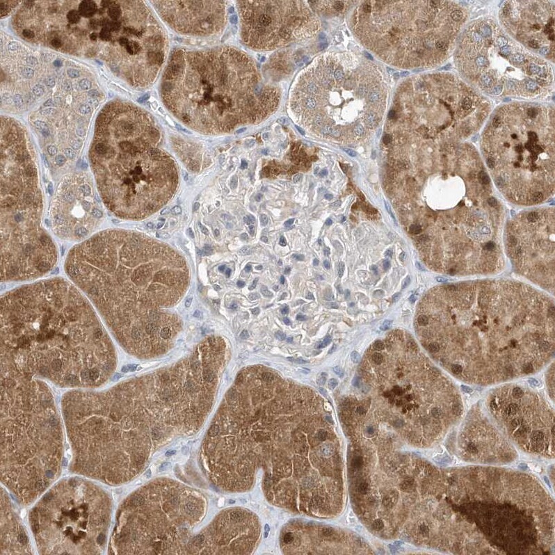 SCFD2 Antibody - BSA Free Immunohistochemistry-Paraffin: SCFD2 Antibody [NBP1-81925]