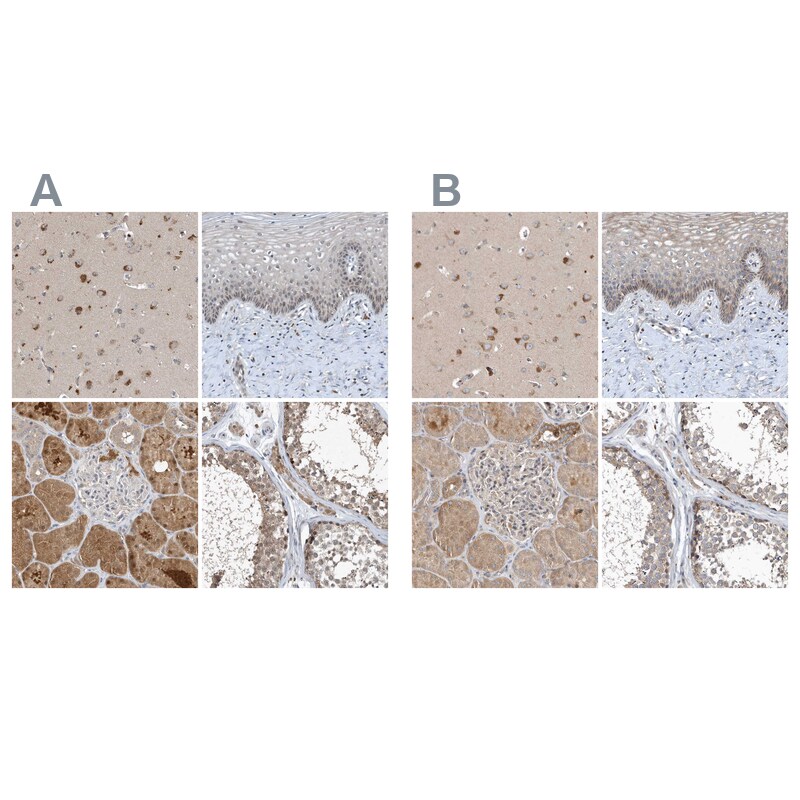 SCFD2 Antibody - BSA Free Immunohistochemistry-Paraffin: SCFD2 Antibody [NBP1-81925]
