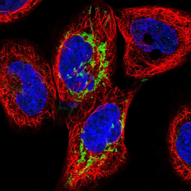 ALDH1L2 Antibody - BSA Free Immunocytochemistry/ Immunofluorescence: ALDH1L2 Antibody [NBP1-81935]