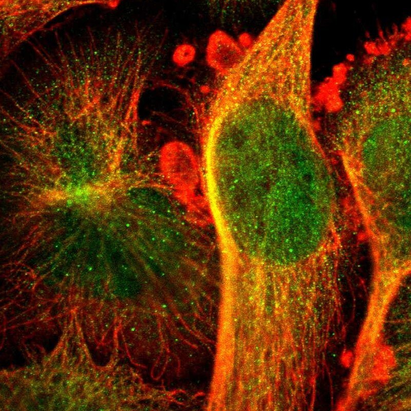 CCDC117 Antibody - BSA Free Immunocytochemistry/ Immunofluorescence: CCDC117 Antibody [NBP1-81977]