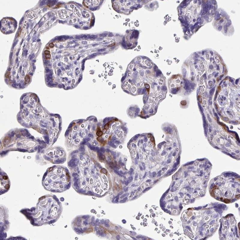 ISM2 Antibody - BSA Free Immunohistochemistry-Paraffin: ISM2 Antibody [NBP1-82001]