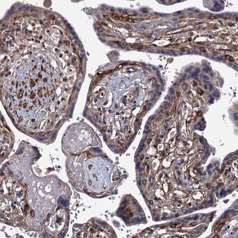 ISM2 Antibody - BSA Free Immunohistochemistry-Paraffin: ISM2 Antibody [NBP1-82002]