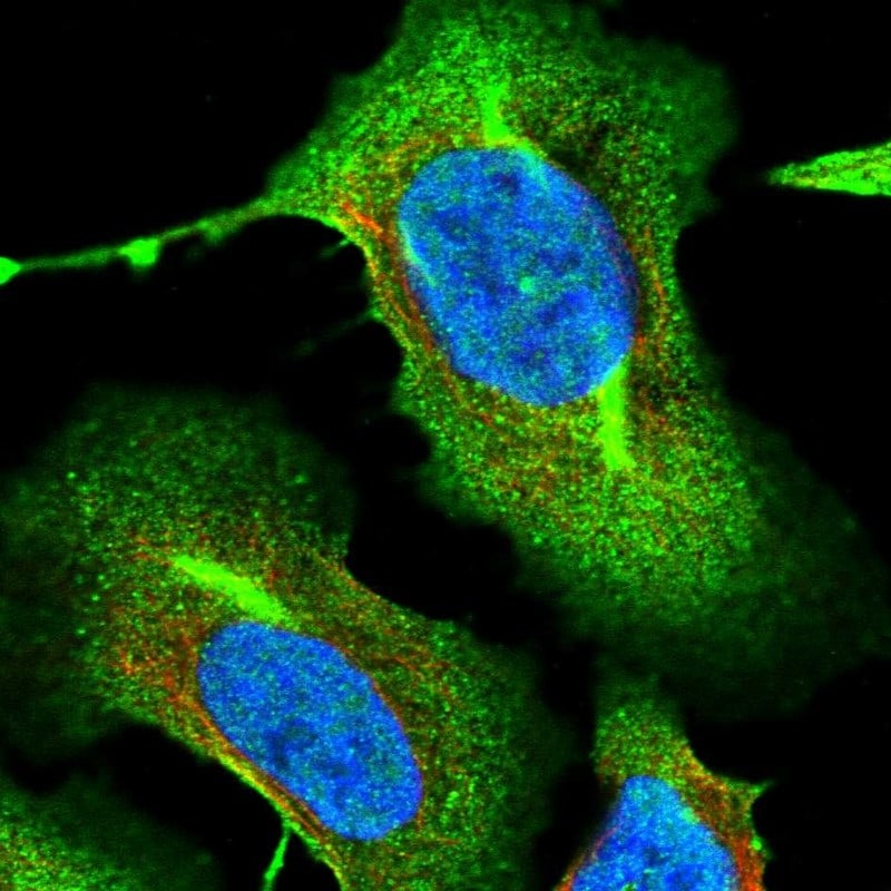 RNF145 Antibody - BSA Free Immunocytochemistry/ Immunofluorescence: RNF145 Antibody [NBP1-82012]