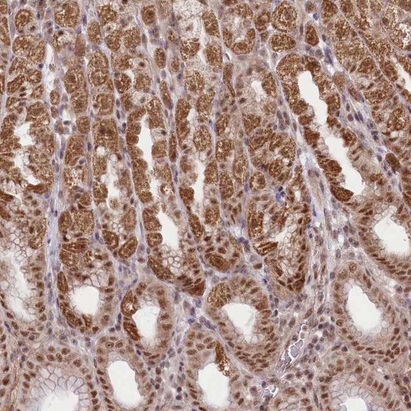 Zmat2 Antibody - BSA Free Immunohistochemistry-Paraffin: Zmat2 Antibody [NBP1-82026]