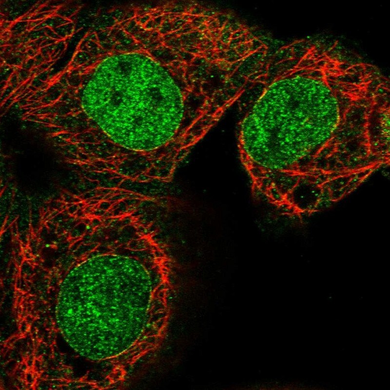 LCORL Antibody - BSA Free Immunocytochemistry/ Immunofluorescence: LCORL Antibody [NBP1-82037]