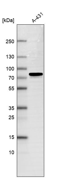 USP43 Antibody - BSA Free Western Blot: USP43 Antibody - BSA Free [NBP1-82040]