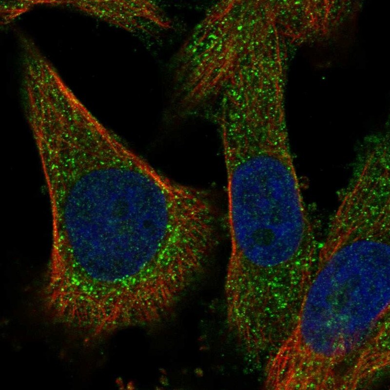 RILPL2 Antibody - BSA Free Immunocytochemistry/ Immunofluorescence: RILPL2 Antibody [NBP1-82041]