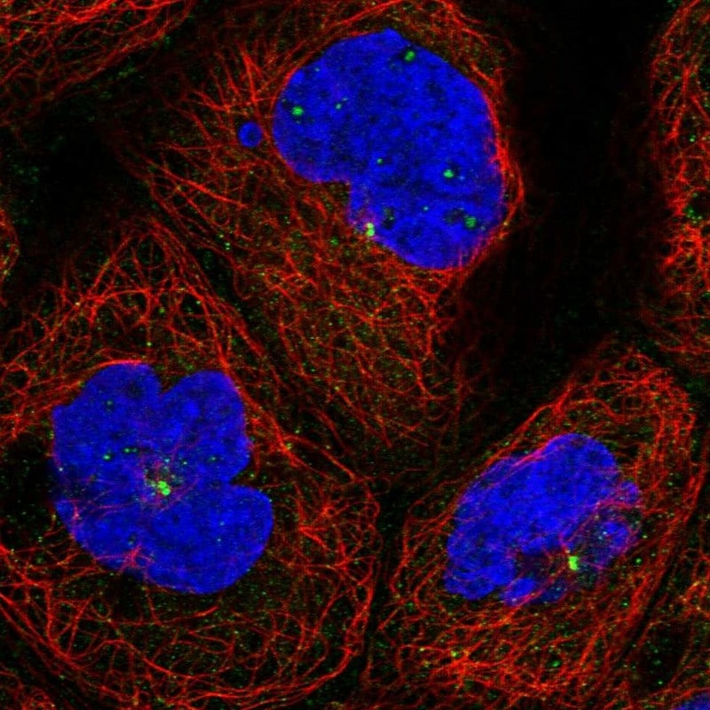 KxDL motif containing 1 Antibody - BSA Free Immunocytochemistry/ Immunofluorescence: KxDL motif containing 1 Antibody [NBP1-82056]