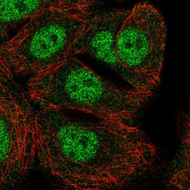 GFOD2 Antibody - BSA Free Immunocytochemistry/ Immunofluorescence: GFOD2 Antibody [NBP1-82066]