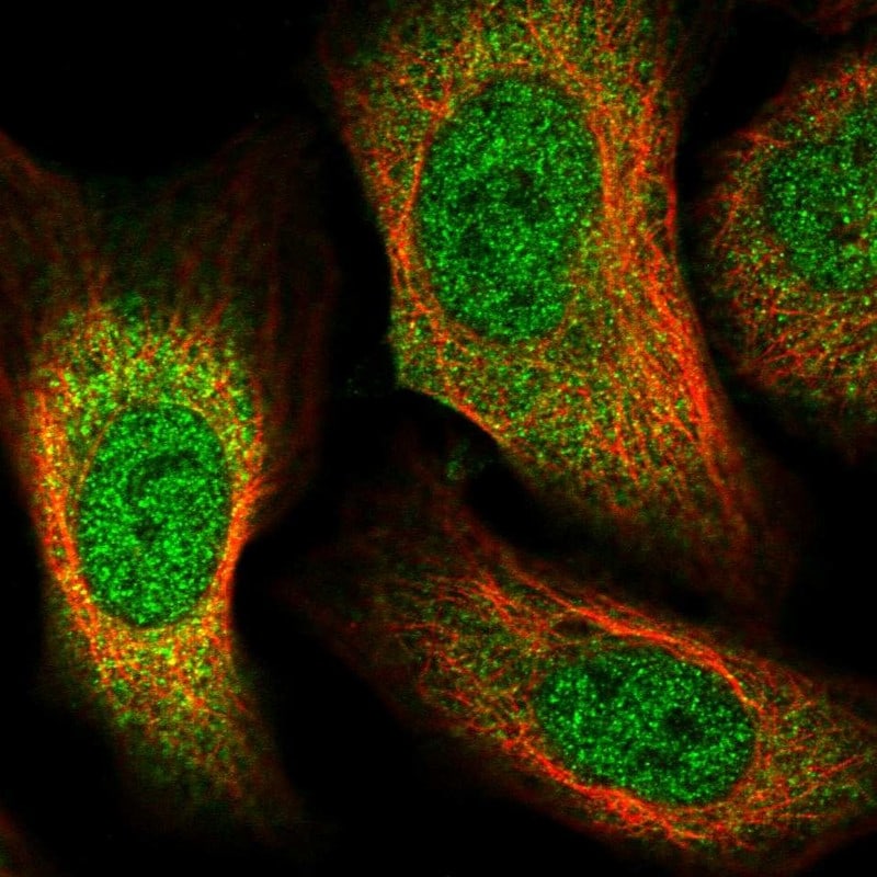 GFOD2 Antibody - BSA Free Immunocytochemistry/ Immunofluorescence: GFOD2 Antibody [NBP1-82067]