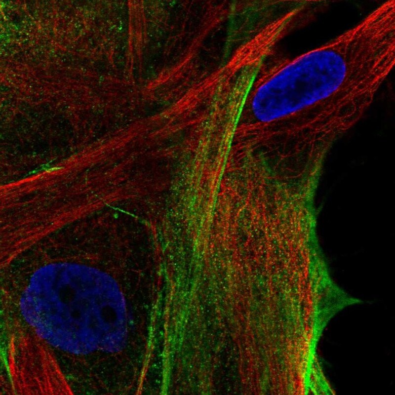 ARSJ Antibody - BSA Free Immunocytochemistry/ Immunofluorescence: ARSJ Antibody [NBP1-82070]