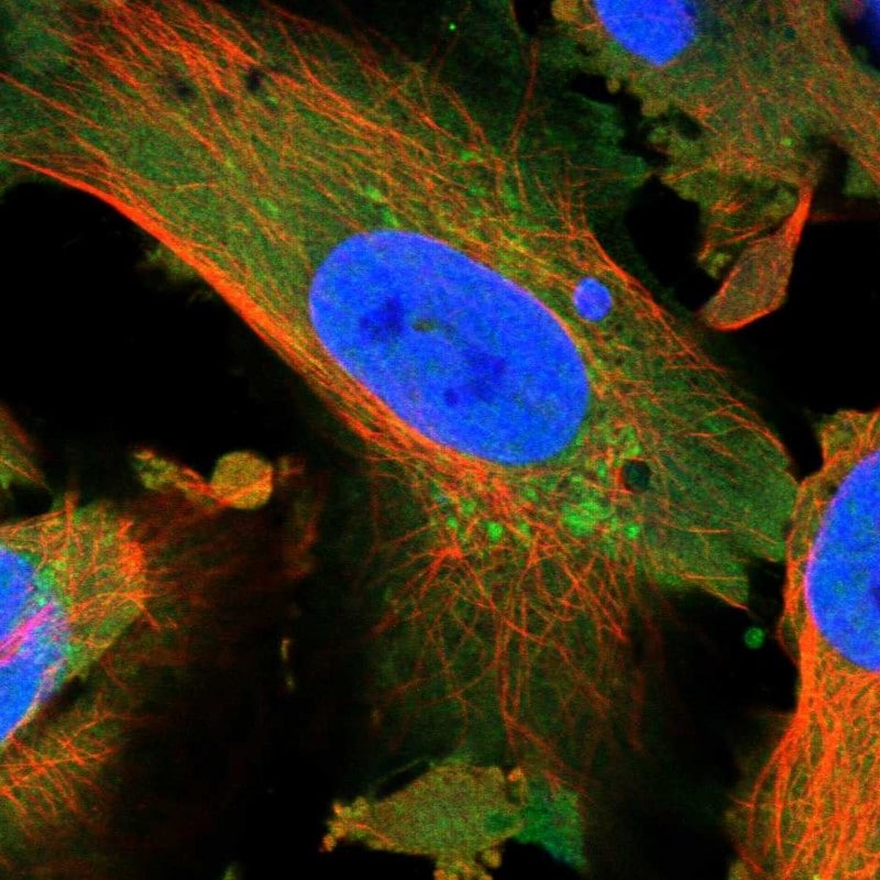 NARS2 Antibody - BSA Free Immunocytochemistry/ Immunofluorescence: NARS2 Antibody [NBP1-82077]