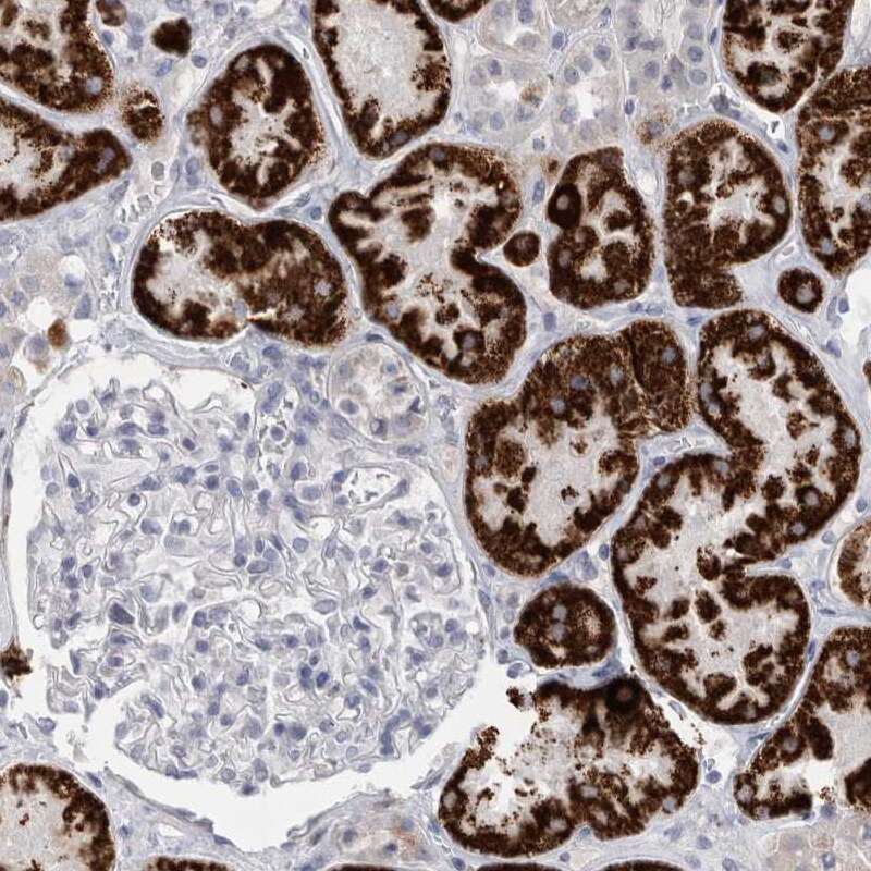AGMAT Antibody - BSA Free Immunohistochemistry-Paraffin: AGMAT Antibody [NBP1-82080]