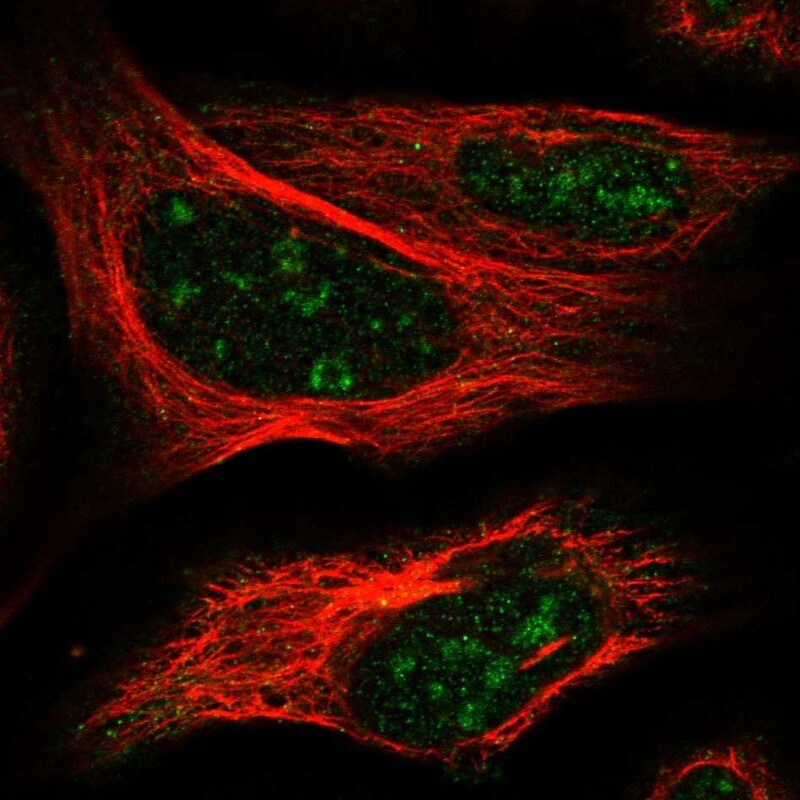 ELL3 Antibody - BSA Free Immunocytochemistry/ Immunofluorescence: ELL3 Antibody [NBP1-82116]
