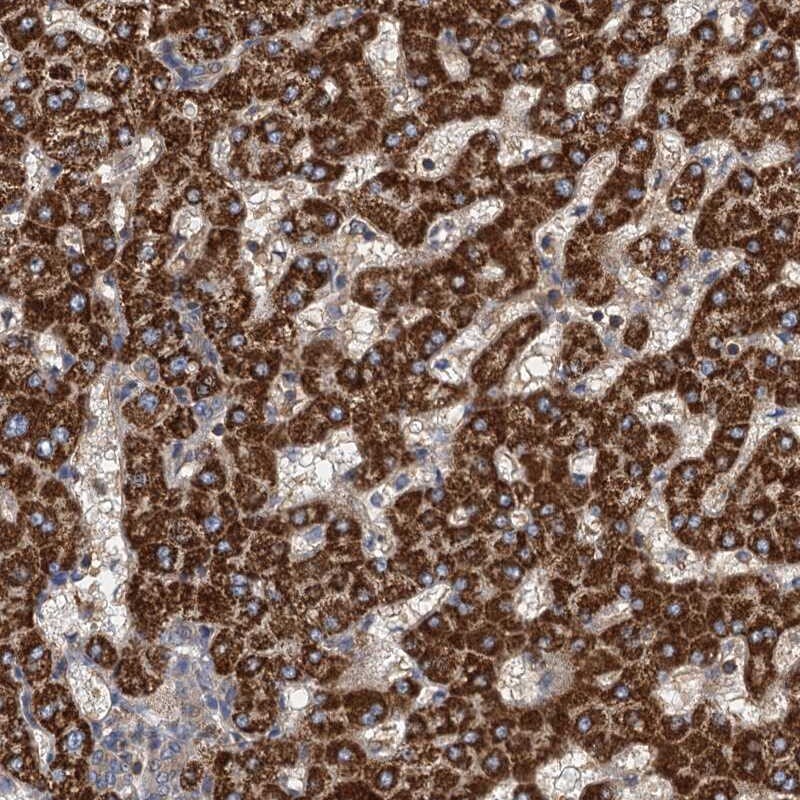 ROGDI Antibody - BSA Free Immunohistochemistry: ROGDI Antibody - BSA Free [NBP1-82123]