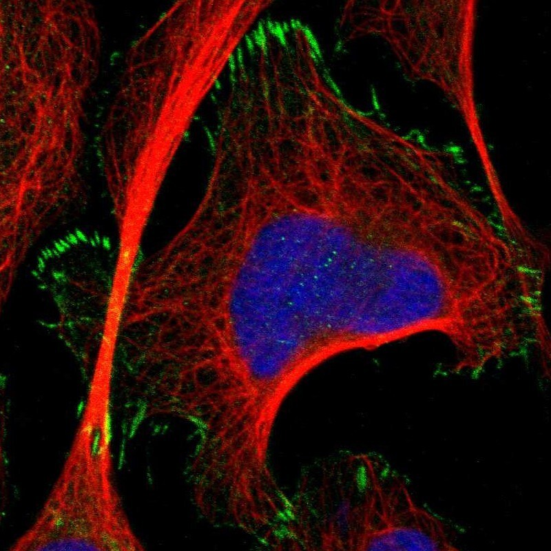 TMEM53 Antibody - BSA Free Immunocytochemistry/ Immunofluorescence: TMEM53 Antibody [NBP1-82124]