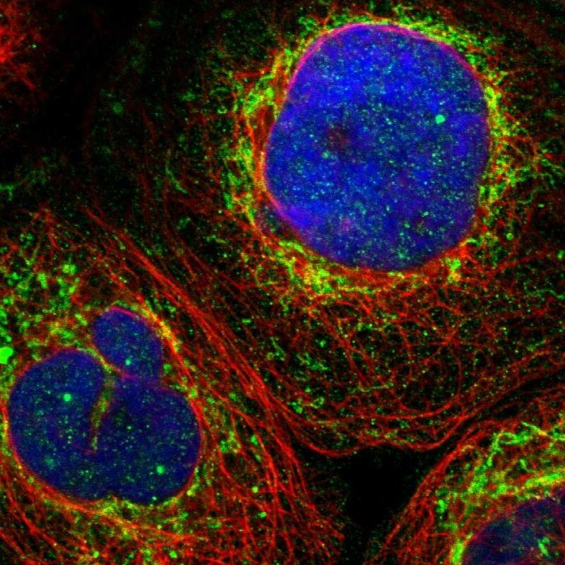 ZNF26 Antibody - BSA Free Immunocytochemistry/ Immunofluorescence: ZNF26 Antibody [NBP1-82161]