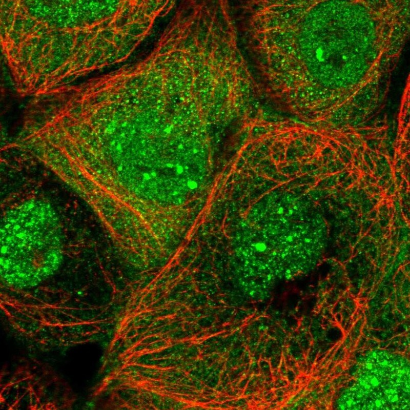 ANKMY1 Antibody - BSA Free Immunocytochemistry/ Immunofluorescence: ANKMY1 Antibody [NBP1-82179]