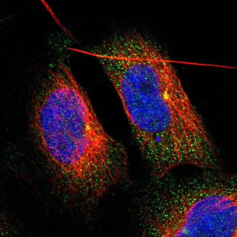 ZFAND1 Antibody - BSA Free Immunocytochemistry/ Immunofluorescence: ZFAND1 Antibody [NBP1-82242]