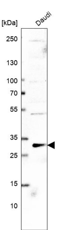 PLEKHF2 Antibody - BSA Free