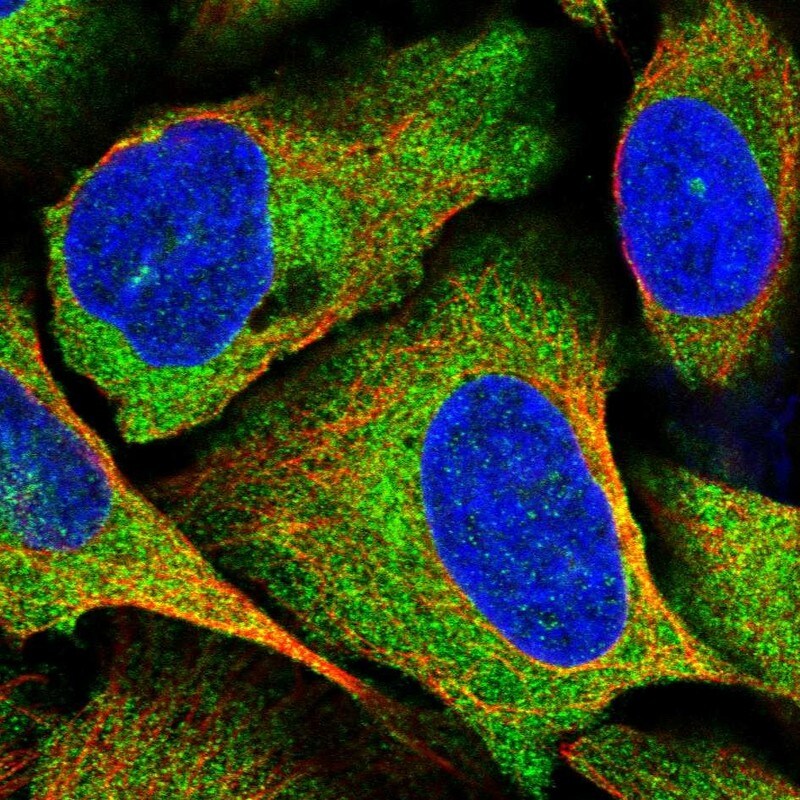 SPATS2 Antibody - BSA Free Immunocytochemistry/ Immunofluorescence: SPATS2 Antibody [NBP1-82269]