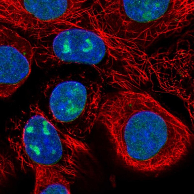 WDR3 Antibody - BSA Free Immunocytochemistry/ Immunofluorescence: WDR3 Antibody - BSA Free [NBP1-82281]