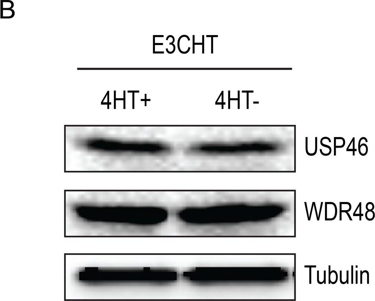 USP46 Antibody