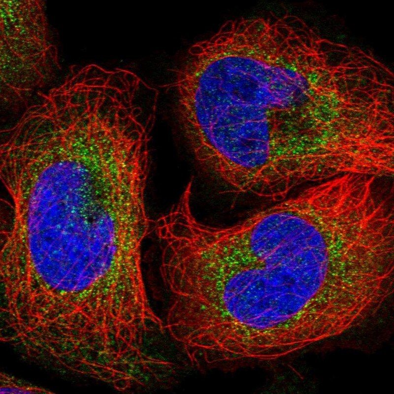 WDR59 Antibody - BSA Free Immunocytochemistry/ Immunofluorescence: WDR59 Antibody [NBP1-82305]