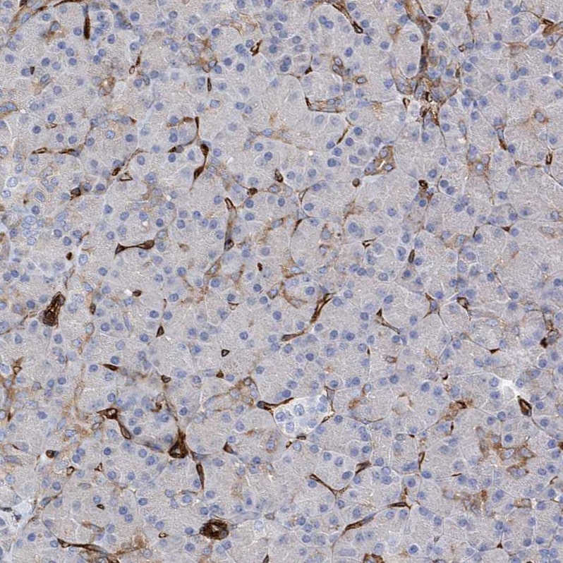 UBTD1 Antibody - BSA Free Immunohistochemistry-Paraffin: UBTD1 Antibody [NBP1-82311]