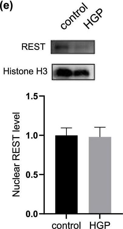 NRSF Antibody - BSA Free