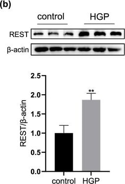 NRSF Antibody - BSA Free