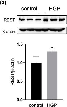 NRSF Antibody - BSA Free