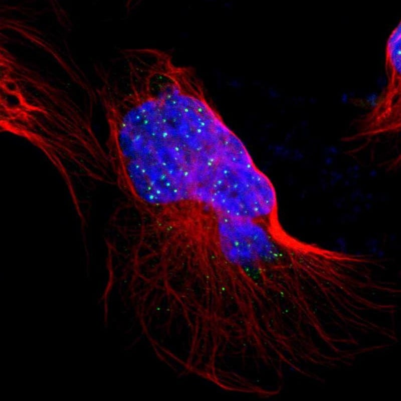 TERF2IP Antibody - BSA Free Immunocytochemistry/ Immunofluorescence: TERF2IP Antibody [NBP1-82433]