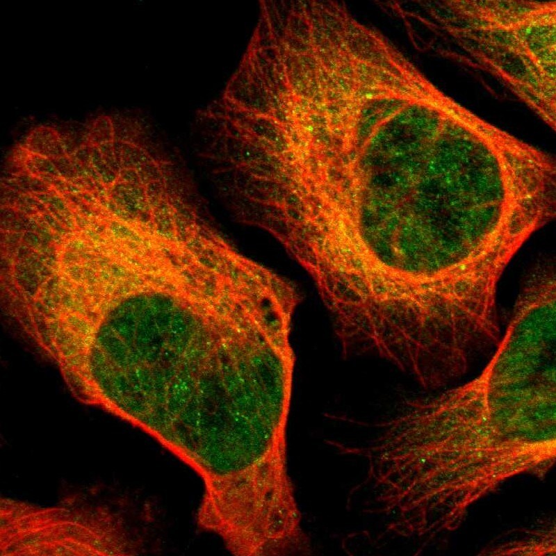 DNA polymerase alpha Antibody - BSA Free Immunocytochemistry/ Immunofluorescence: DNA polymerase alpha Antibody [NBP1-82449]