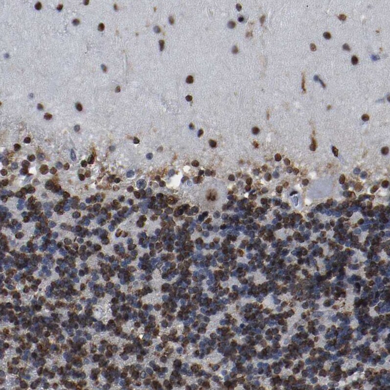 p130 Antibody - BSA Free Immunohistochemistry-Paraffin: p130 Antibody [NBP1-82455]