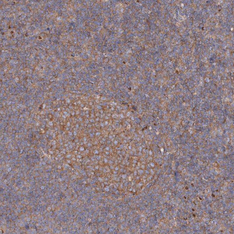 SEC23IP Antibody - BSA Free Immunohistochemistry-Paraffin: SEC23IP Antibody [NBP1-82456]