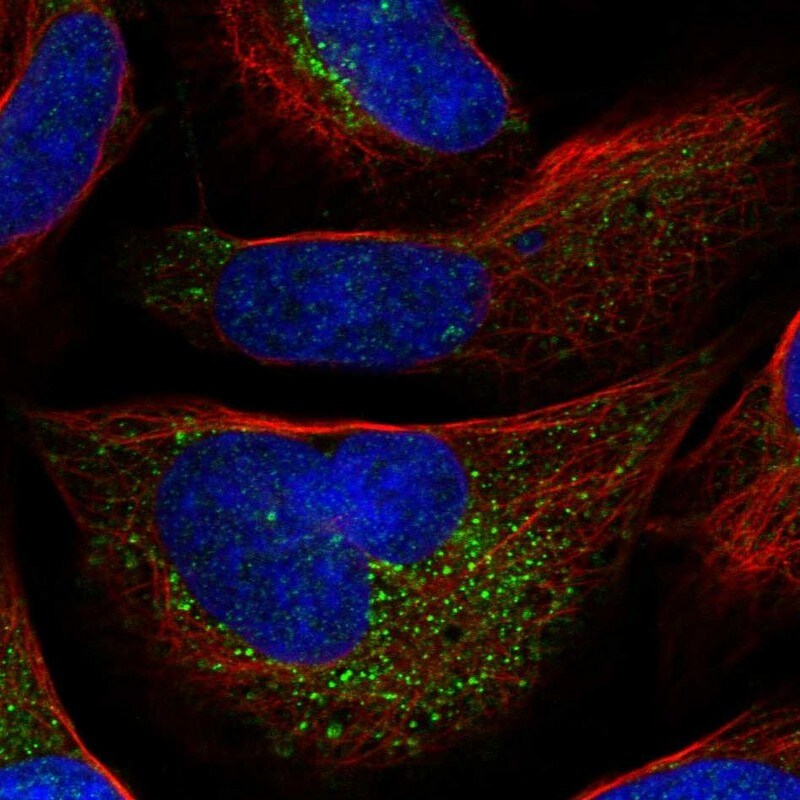Antizyme inhibitor 1 Antibody - BSA Free Immunocytochemistry/ Immunofluorescence: Antizyme inhibitor 1 Antibody [NBP1-82497]