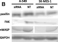 N-WASP Antibody