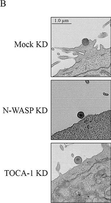 N-WASP Antibody - BSA Free