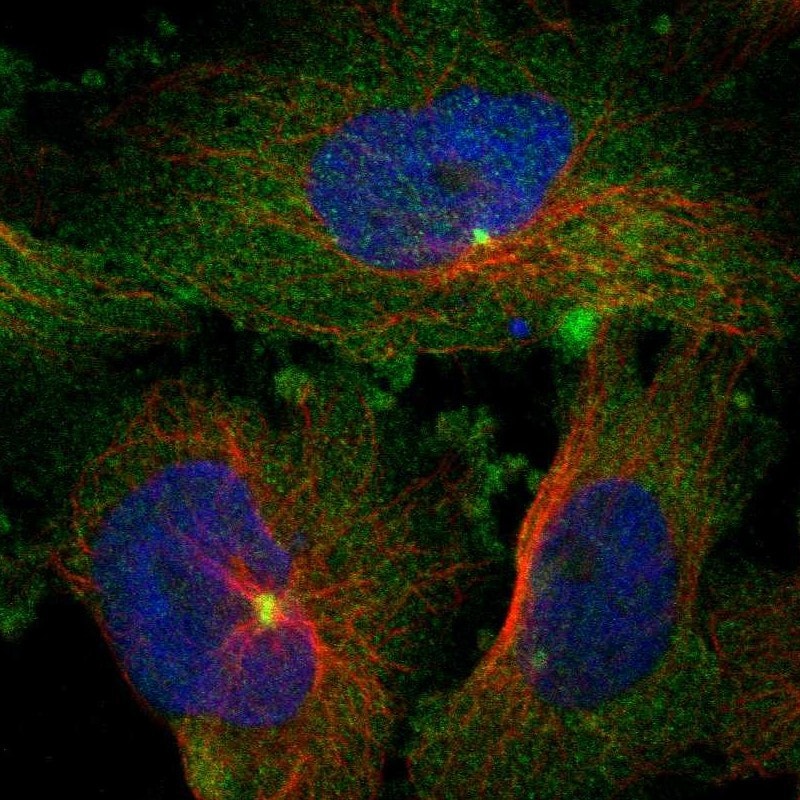 BCAR3 Antibody - BSA Free Immunocytochemistry/ Immunofluorescence: BCAR3 Antibody [NBP1-82523]