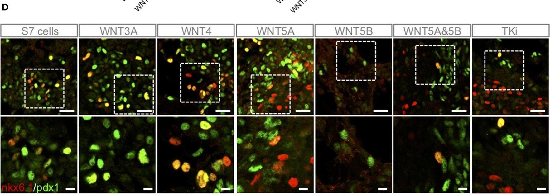 NKX6.1 Antibody - BSA Free
