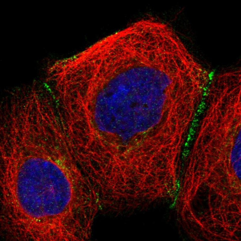 SLC9A2 Antibody - BSA Free Immunocytochemistry/ Immunofluorescence: SLC9A2 Antibody [NBP1-82576]
