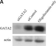 GATA-2 Antibody